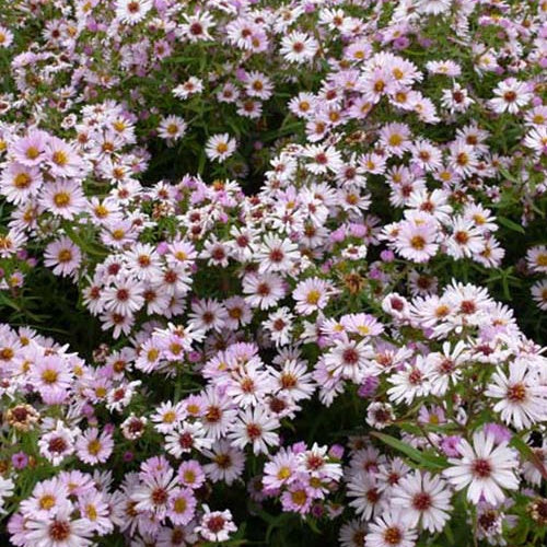 Marguerite d'automne Kylie - Willemse