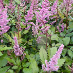 Astilbe hybride Maggie Daley - Willemse