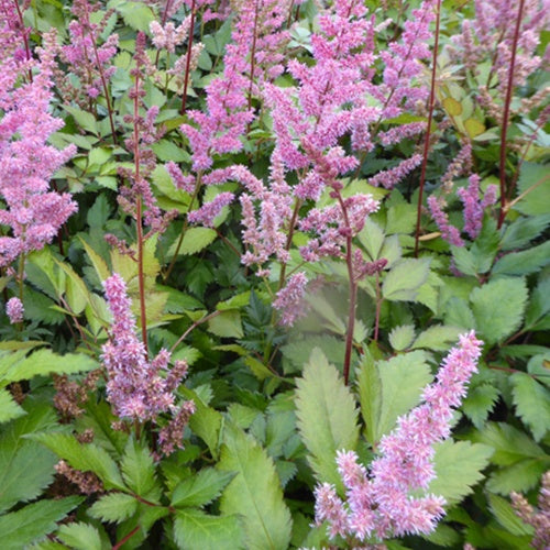 Astilbe hybride Maggie Daley - Willemse