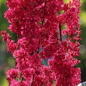 Astilbe du Japon Montgomery - Willemse