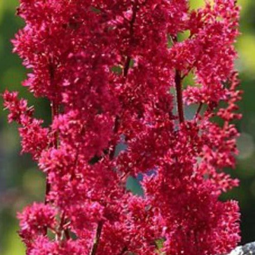Astilbe du Japon Montgomery - Willemse