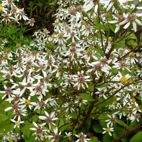 Aster à grandes feuilles Albus - Willemse