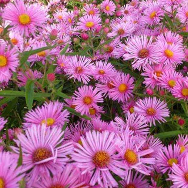 Aster de Nouvelle-Angleterre Rudelsburg - Willemse