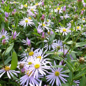Aster des Pyrénées Lutetia - Willemse