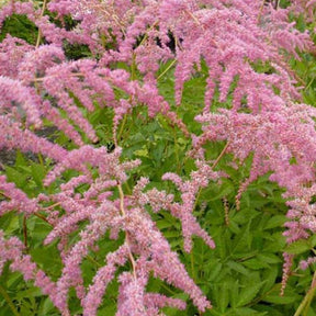 Astilbe de Chine Straussenfeder - Willemse
