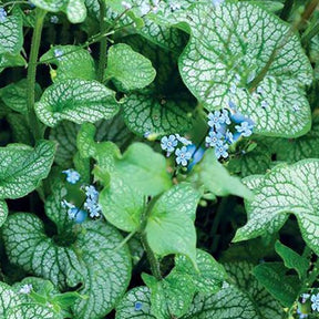 Myosotis du Caucase Alchemy Pewter - Willemse