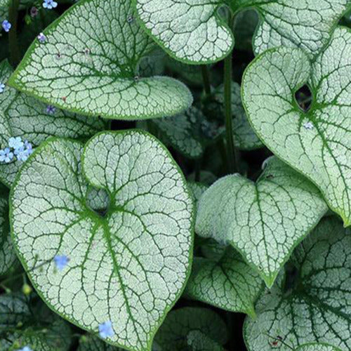 Myosotis du Caucase Alchemy Silver - Willemse