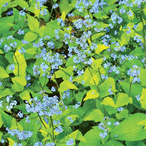 Myosotis du Caucase Diane's Gold - Willemse