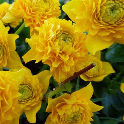 Populage des marais à fleurs doubles - Willemse