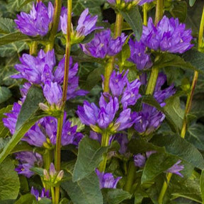 Campanule agglomérée Freya - Willemse