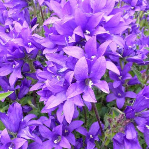 Campanule agglomérée Joan Elliott - Willemse