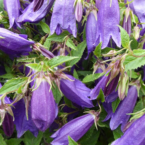 Campanule Rings-a-Bell Indigo Blue - Willemse