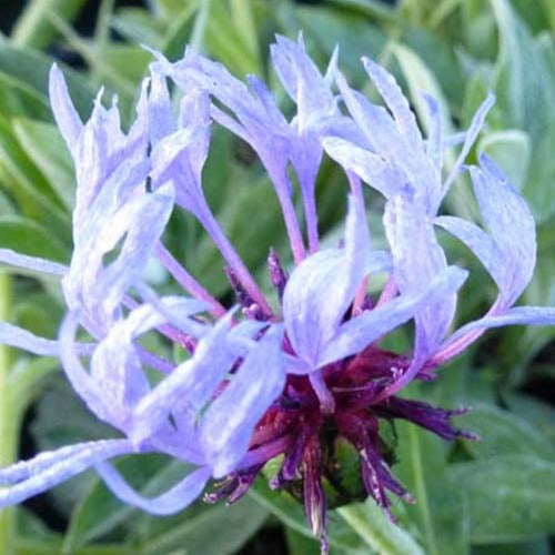Centaurée bleue des montagnes - Willemse