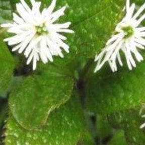 Chloranthe du Japon - Willemse