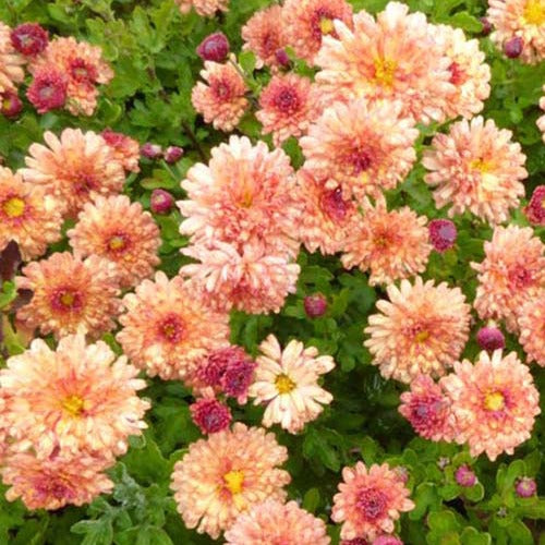 Chrysanthème des jardins Herbstbrokat - Willemse