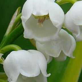 Muguet Hardwick Hall - Willemse