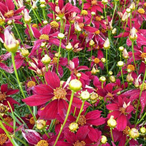 Coreopsis verticillé Red Satin - Willemse