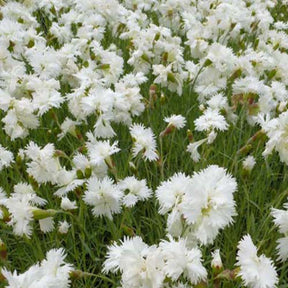 Œillet mignardise Albus Plenus - Willemse