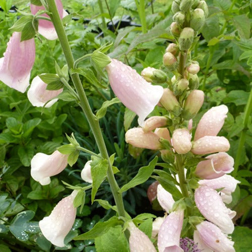 Digitalis purpurea Sutton's Apricot - Digitale Sutton's Apricot - Digitale