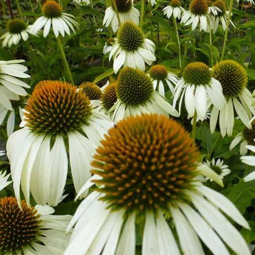 Rudbeckia pourpre Happy Star - Echinacea - Willemse