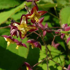 Epimedium des Alpes - Willemse