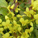 Epimedium Frohnleiten - Willemse