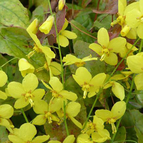 Epimedium Frohnleiten - Willemse