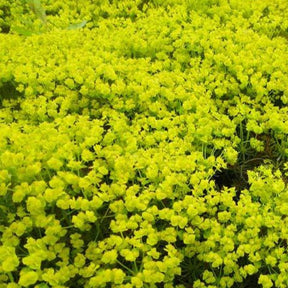 Euphorbe petit-cyprès Fens Ruby - Euphorbia cyparissias fens ruby - Willemse