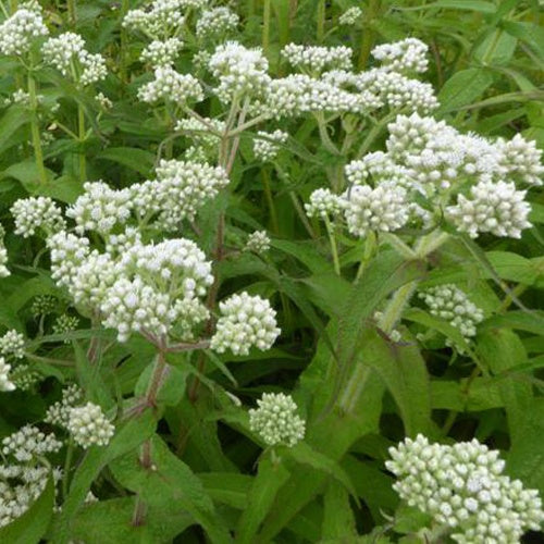 Eupatoire perfoliée - Willemse