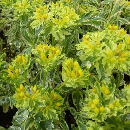 Euphorbe polychrome Variegata - Willemse