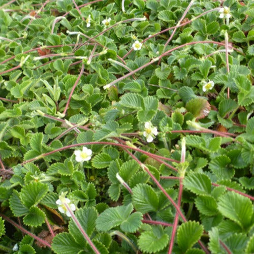 Fraise-apricot Mount Omei - Willemse