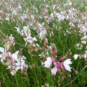 Gaura blanc et rose en mélange - Willemse