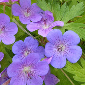 Géranium vivace Blue Sunrise - Willemse
