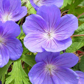 Géranium vivace Eureka Blue - Willemse