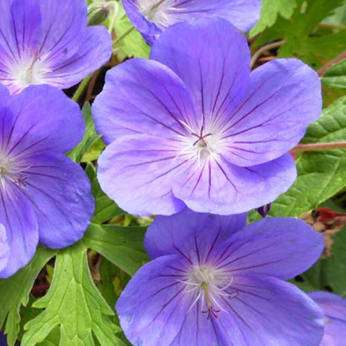 Géranium vivace Eureka Blue - Willemse