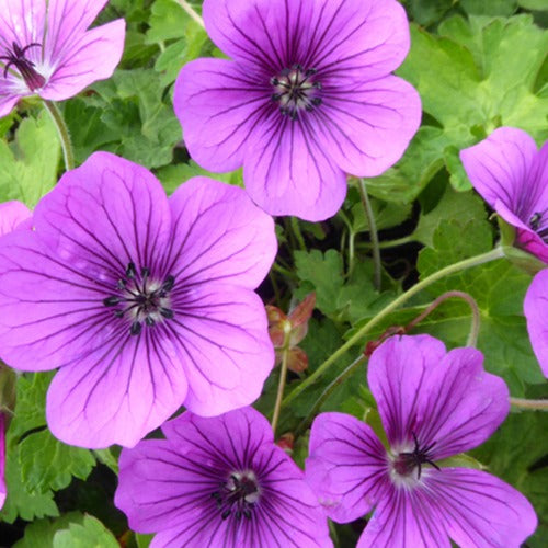 Géranium vivace Hewham Velvet - Willemse