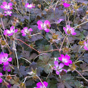 Géranium vivace Orkney Cherry - Willemse