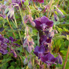 Géranium vivace Samobor - Willemse