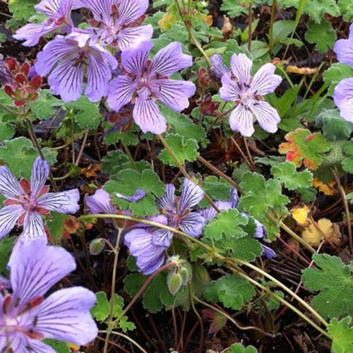 Géranium vivace Tcschelda - Willemse