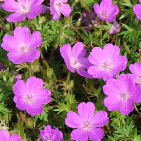Géranium vivace sanguin Aviemore - Willemse