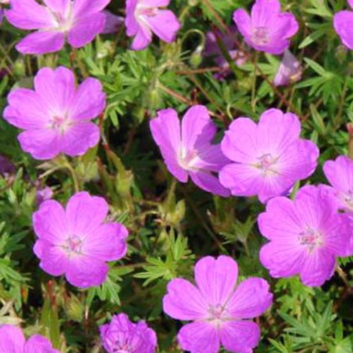 Géranium vivace sanguin Aviemore - Willemse