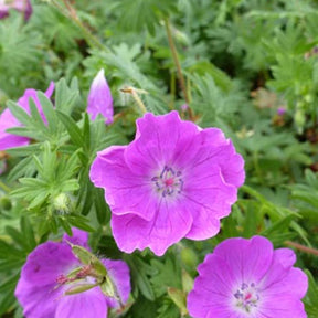 Géranium vivace sanguin Elsbeth - Geranium sanguineum elsbeth - Willemse