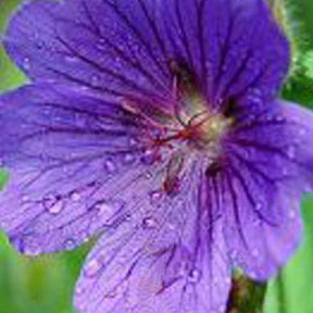 Géranium vivace sanguin Shooting Star - Willemse