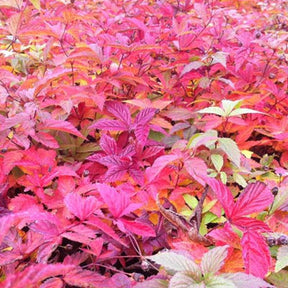 Spirée à trois feuilles - Willemse