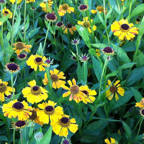 Hélénie - Hélénie Wyndley - Helenium wyndley