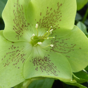 Hellébores - Hellébore d'Orient vert-moucheté - Helleborus orientalis Green Spotted