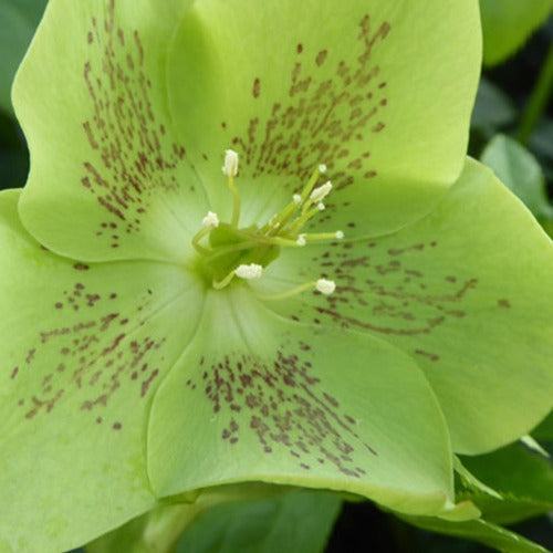 Hellébores - Hellébore d'Orient vert-moucheté - Helleborus orientalis Green Spotted