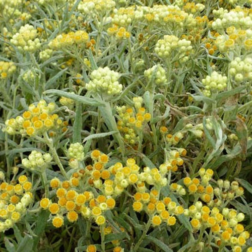 Immortelle hybride Swefellicht - Willemse