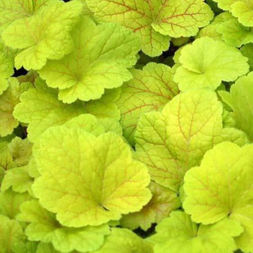 Heuchère Electric Lime - Willemse
