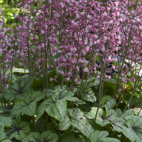 Heucherella Pink Fizz - Willemse